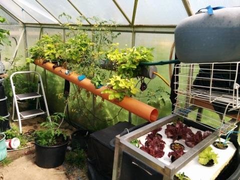 Aquaponic greenhouse