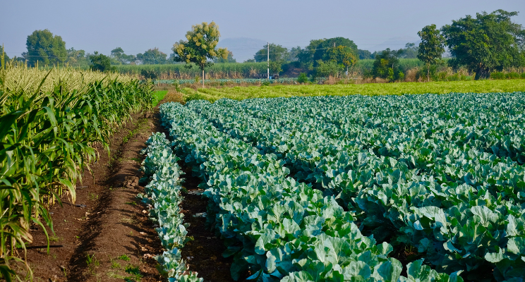 farmland