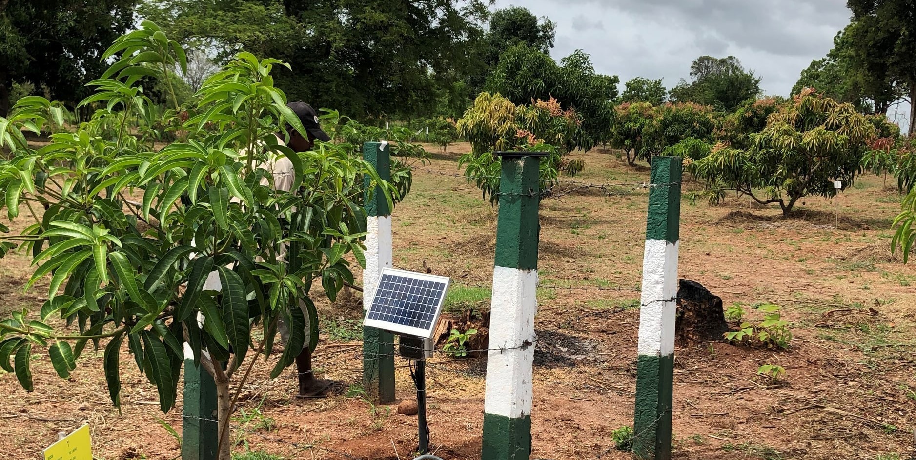 Evaluation of real-time climatic strategy for the effect of the water stress on the productivity of Mangifera indica by digital monitoring