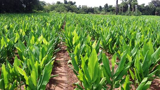 Optimizing Turmeric <i>(Curcuma domestica)</i> Production through Digital Monitoring and Precision Agriculture: A Study Using Smart-climatic Agricore Platform