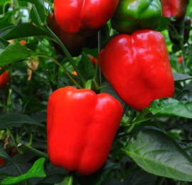 Minimize the Fungal disease in Bell pepper farming via Fogger System Automation