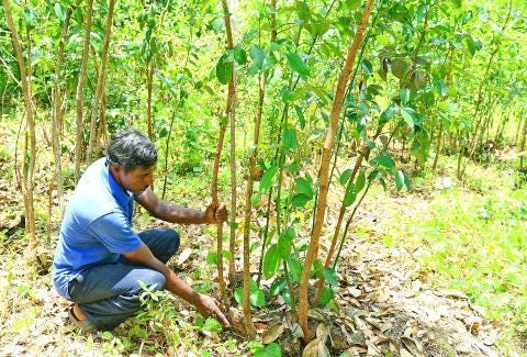 Cinnamon Cultivation