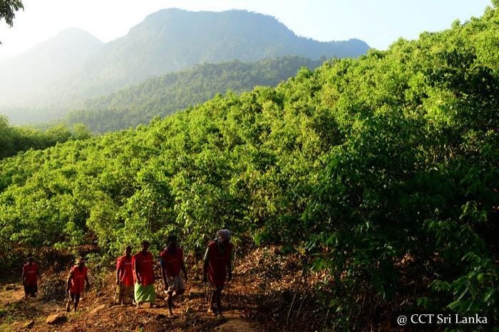 Cinnamon Cultivation