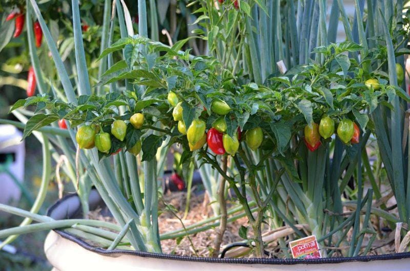 Scotch Bonnet plants