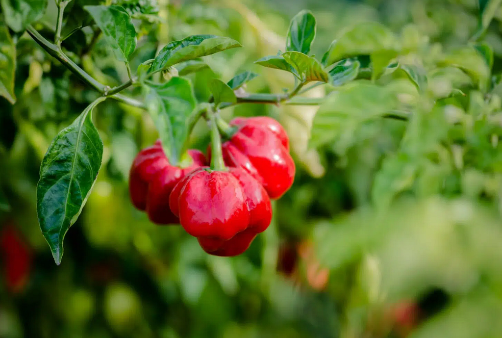 Scotch Bonnet