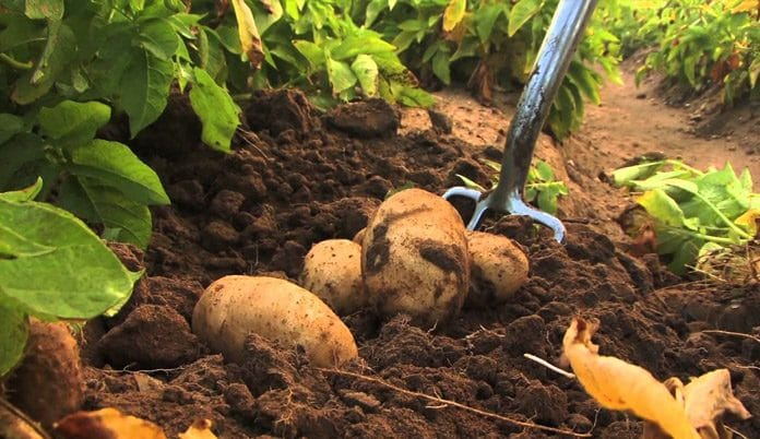 potato farming