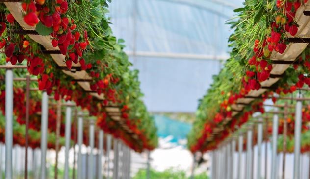 SenzAgro Technology's Strawberry Cultivation Case Study Might Help You Get Started