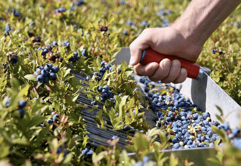 Japan Blueberry Farming