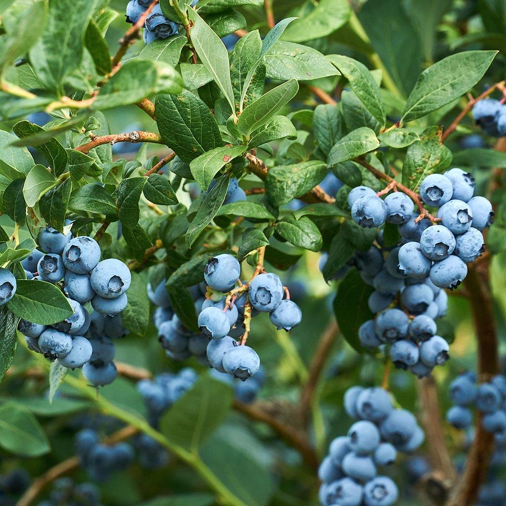 blueberry fruits