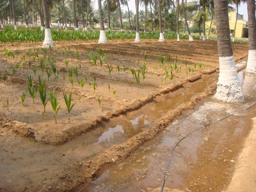 Techniques for smart farming and automated irrigation to improve coconut/palm cultivation.