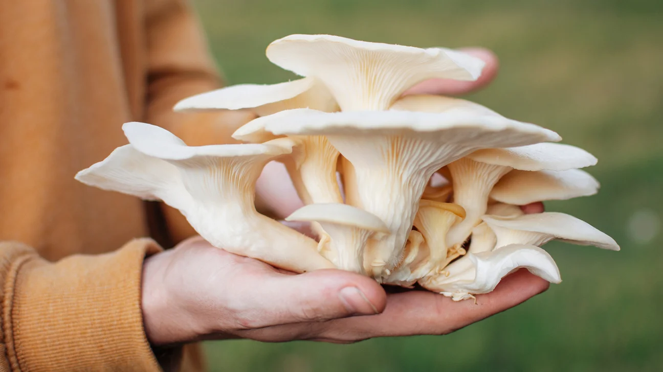 Technology for oyster mushroom agriculture to get the best yield.