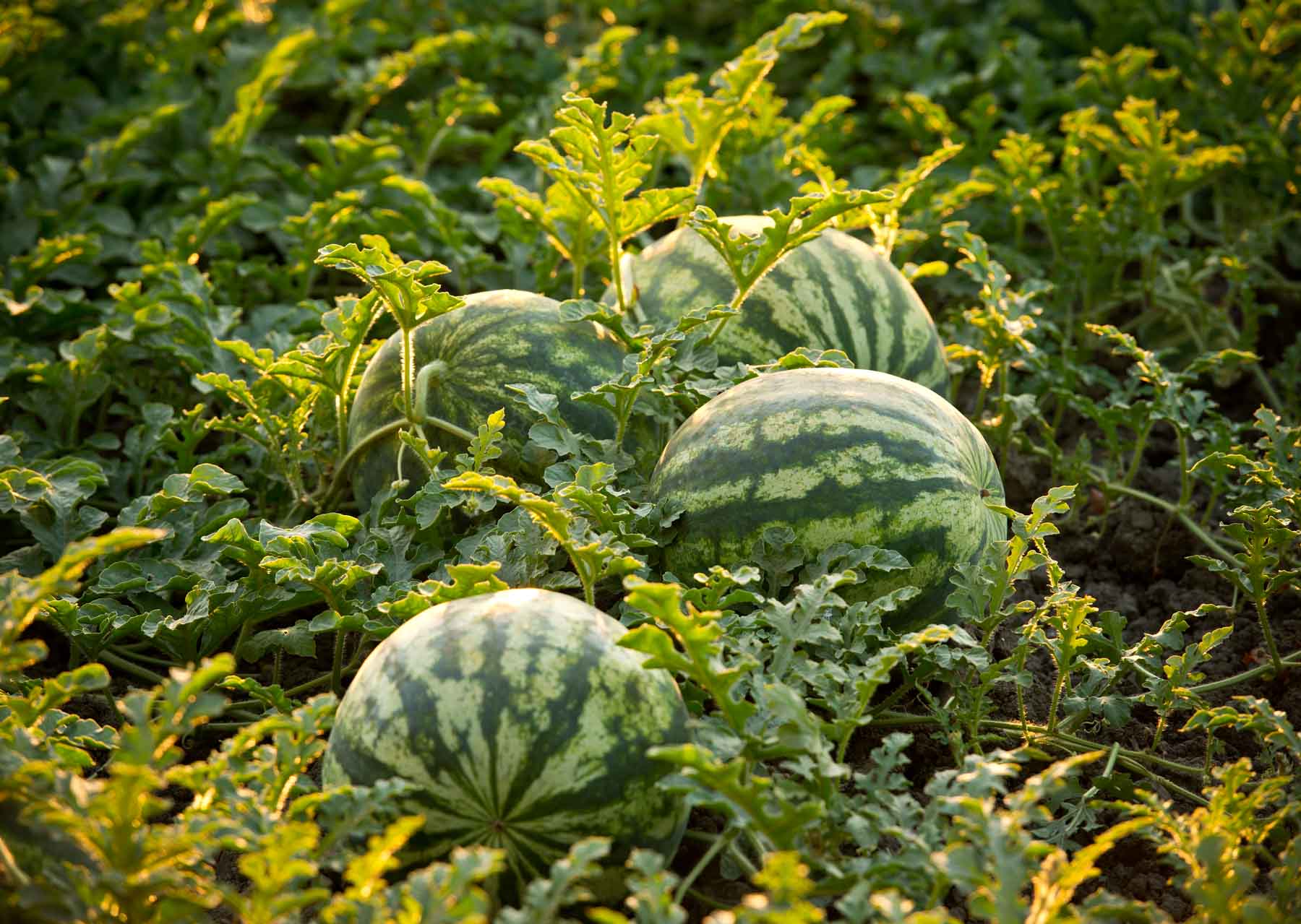 A Review on the IoT-Powered Precision Agriculture as a Path to Tastier and Higher Yields of Watermelon <i>(Citrullus lanatus)</i>