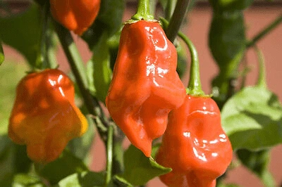 Cobra Chilli