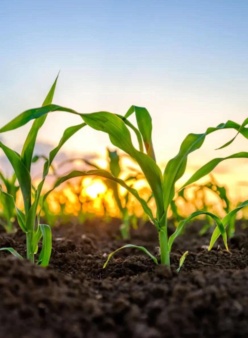 Crop growing in soil